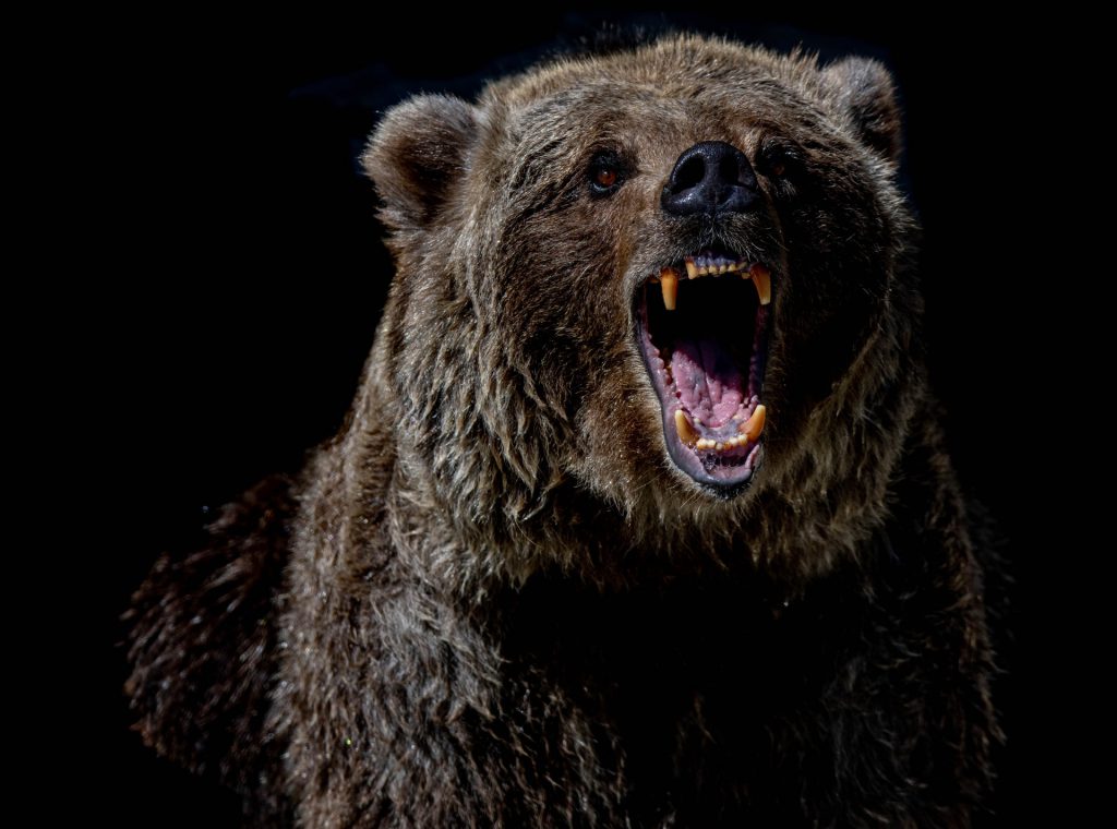 an angry grizzly