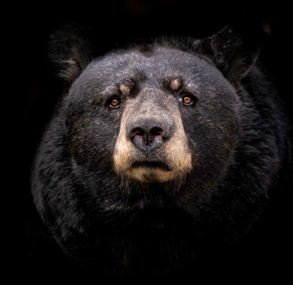 face of a black bear