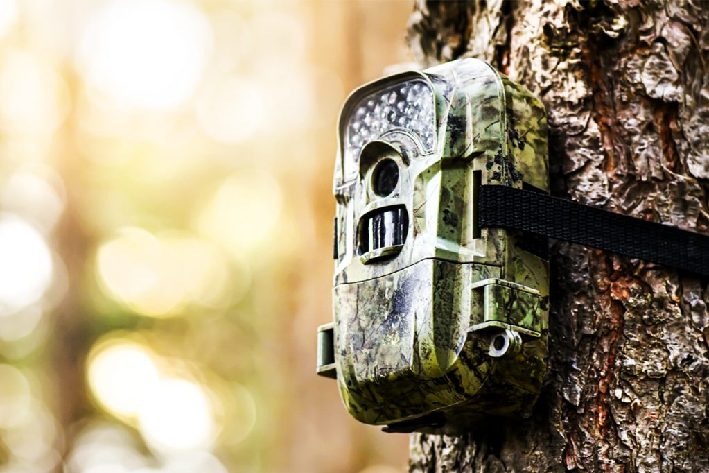 camo trail camera on a tree