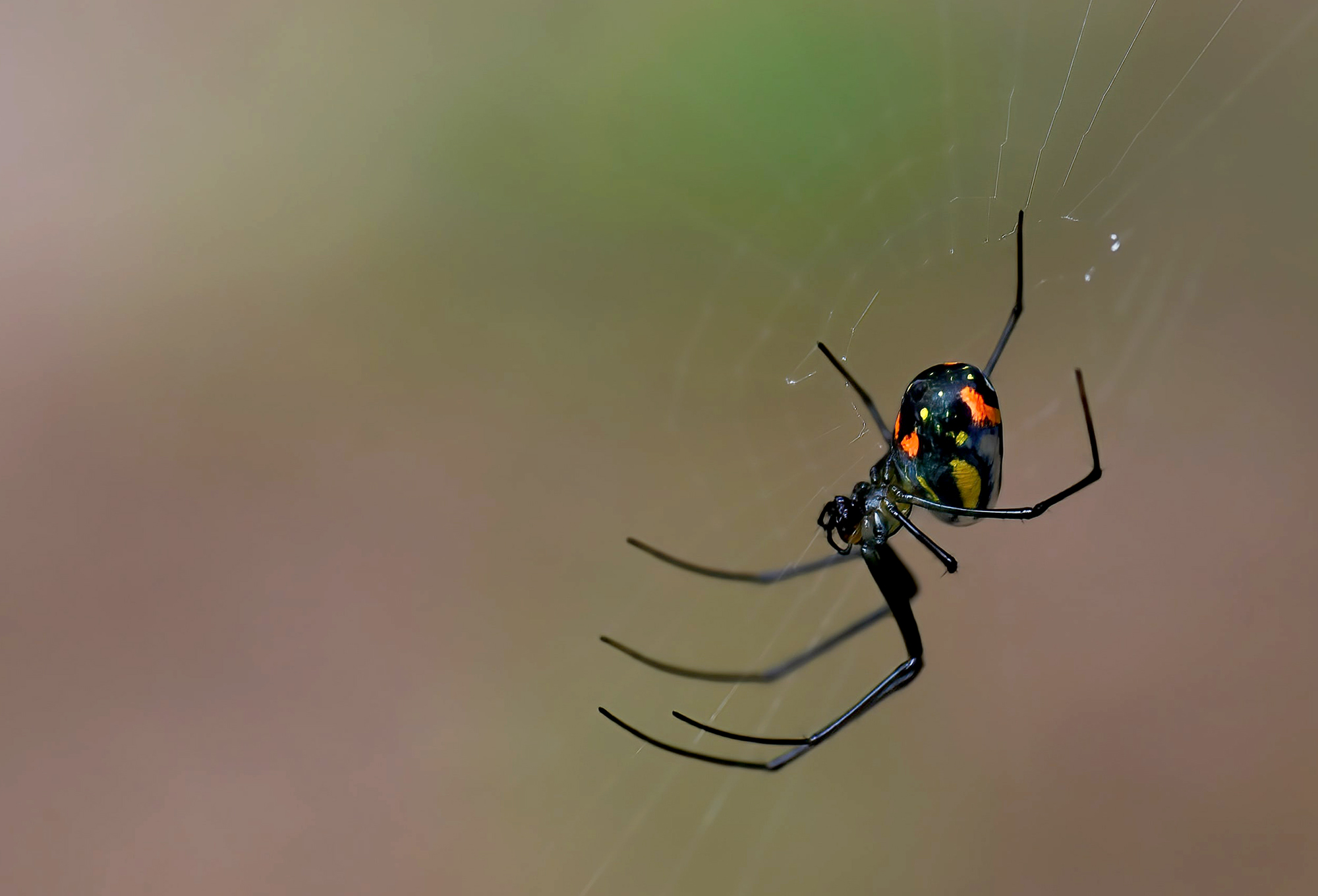 black widow spider on web