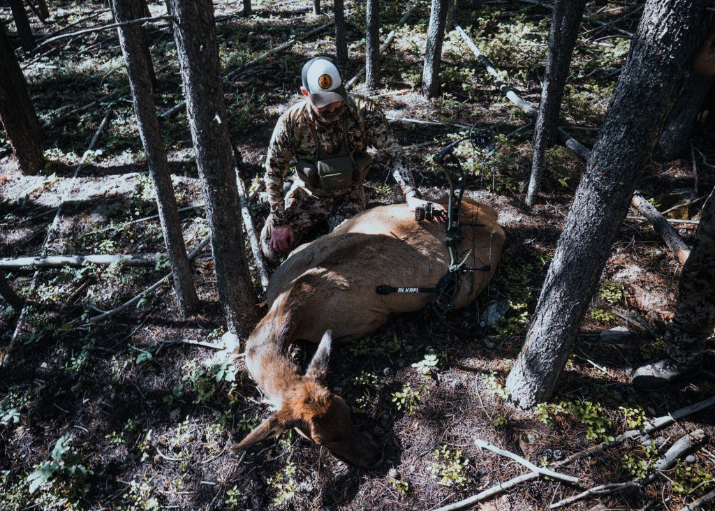 cursed elk hunt colorado archery mountains hunting west