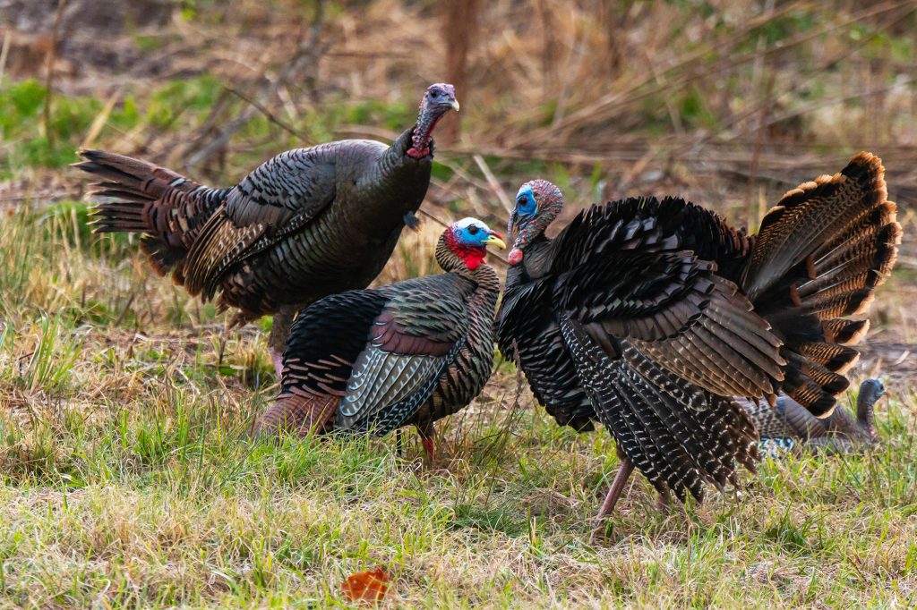 two turkeys and turkey decoy