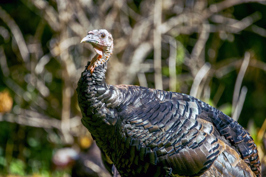 turkey hen