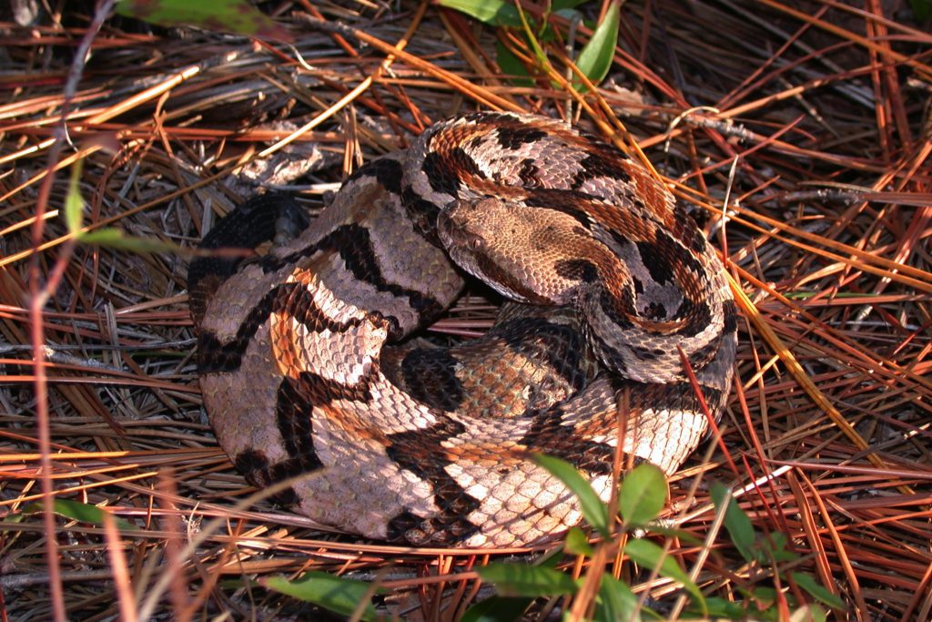 timber rattlesnakes deadliest snakes