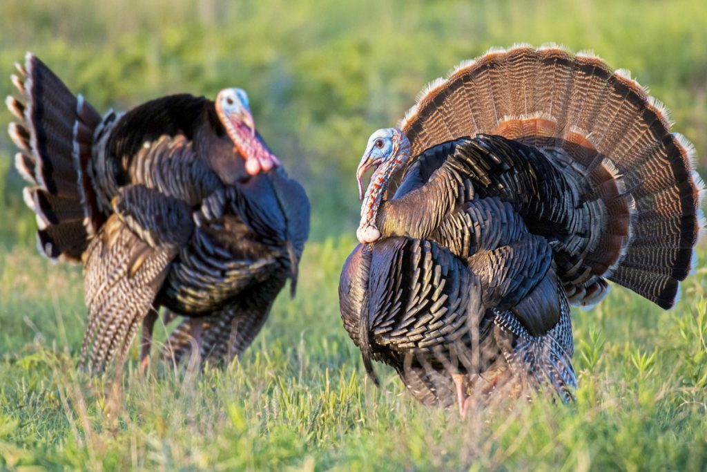 two tom turkeys