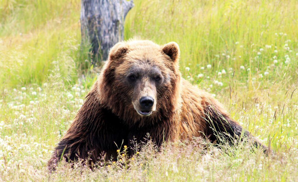 grizzly bear laying in tall grass