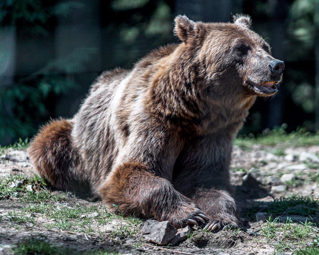 grizzly bear laying on rocky ground