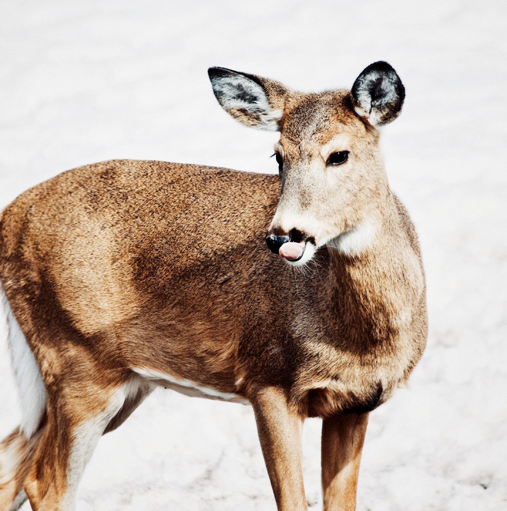 a do not eat deer advisory is in effect in Michigan