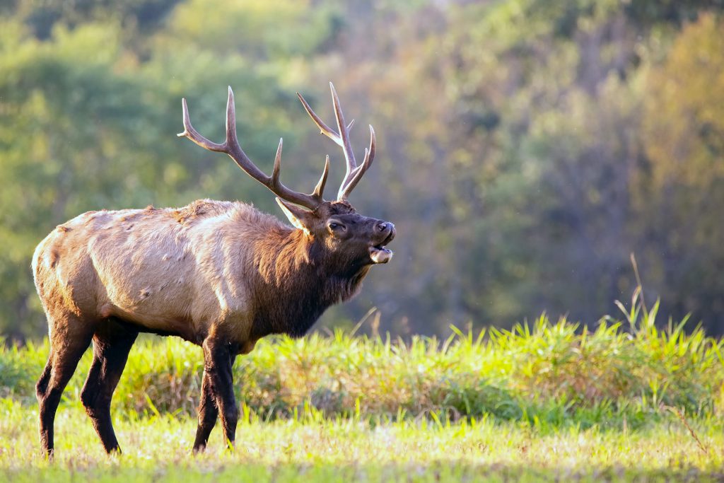 bull elk bugles in field colorado hunting accident