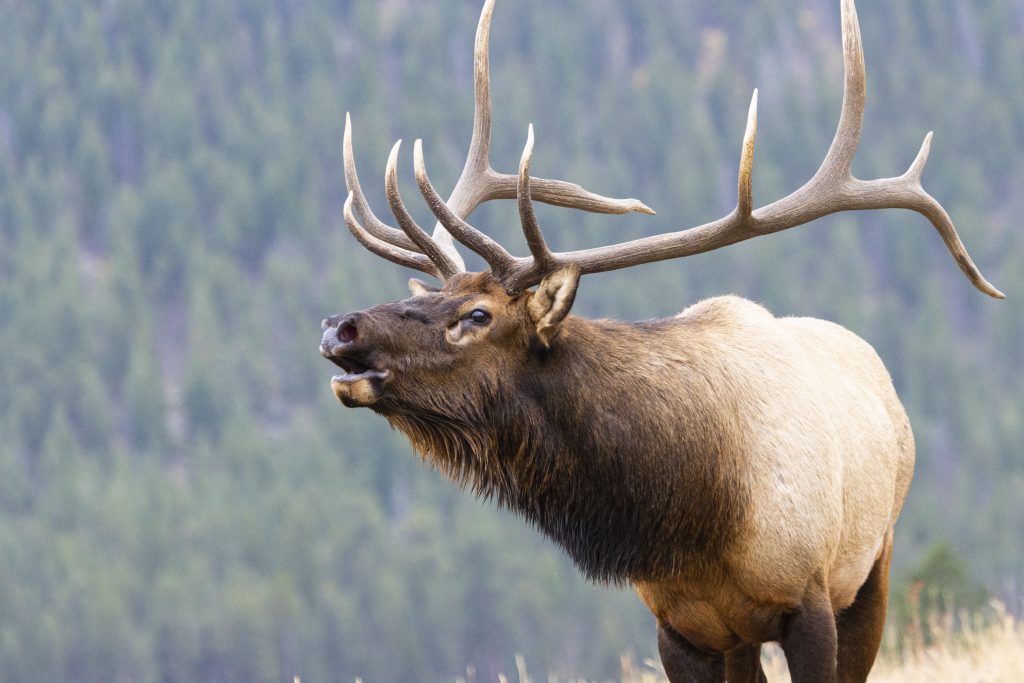 elk bugling not a moose