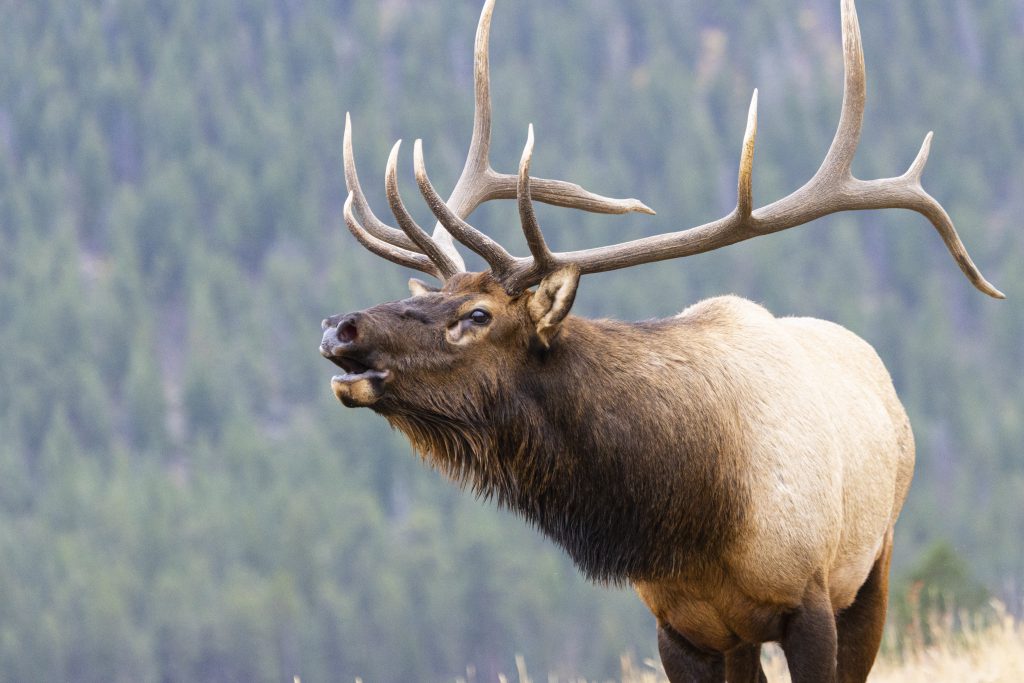 elk bugling