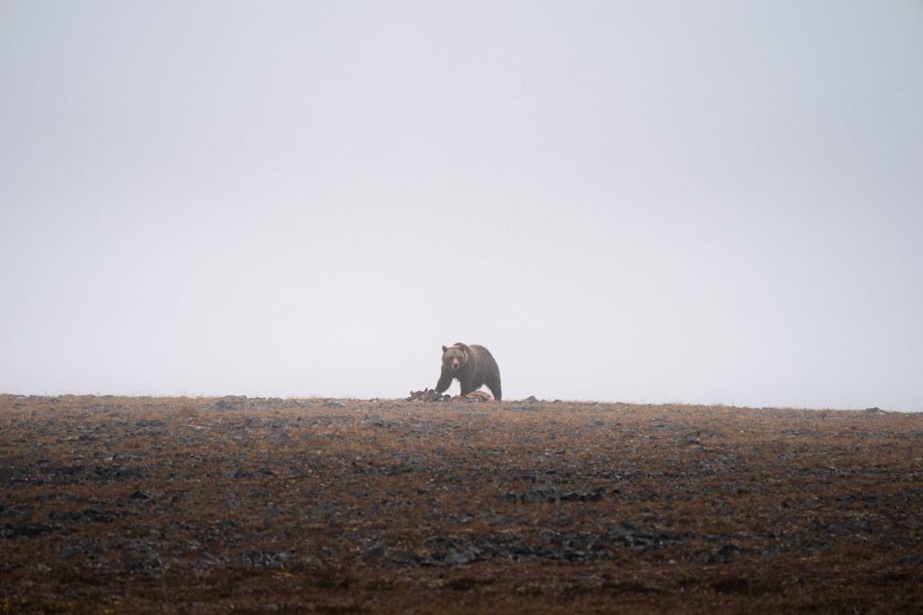 grizzly bear on a caribou kill