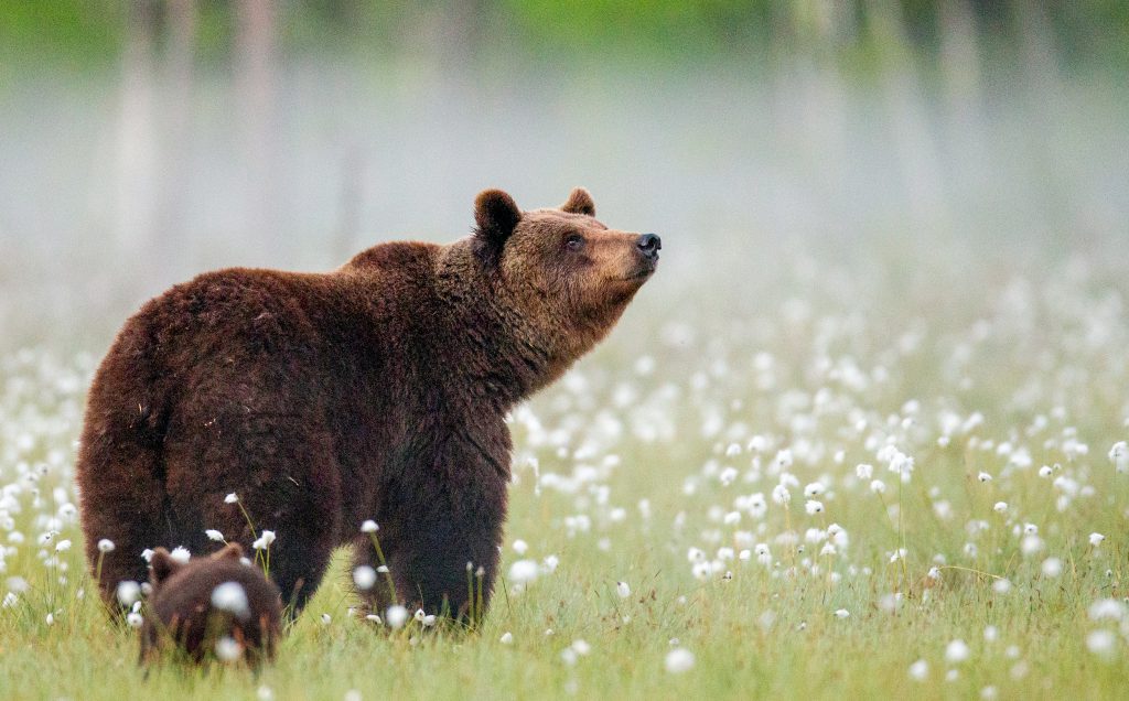 eurasian brown bear