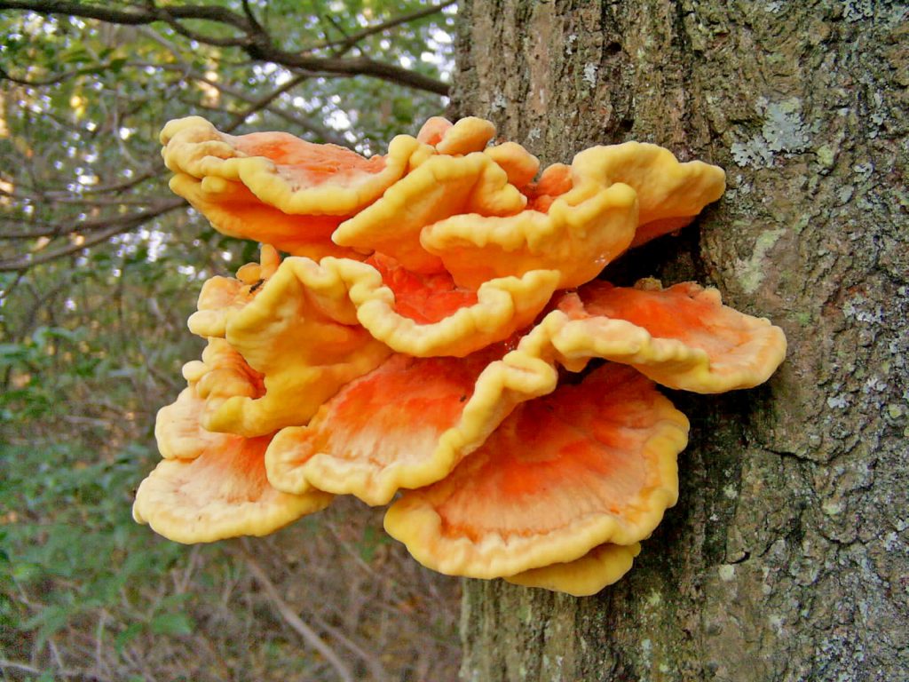 Chicken of the woods fall mushrooms