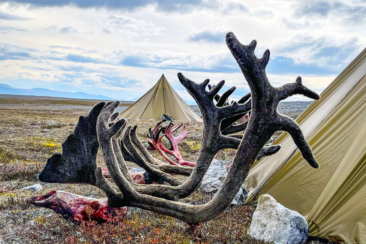 antlers in camp alaska caribou hunt