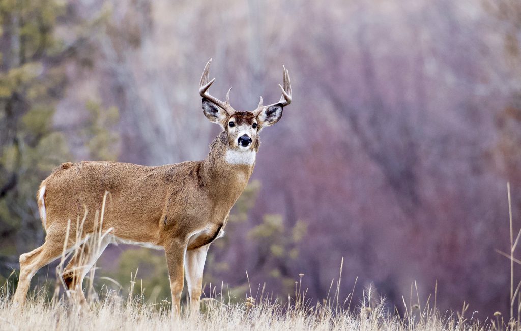 Whitetail Buck in beautiful autumn habitat during the deer hunti