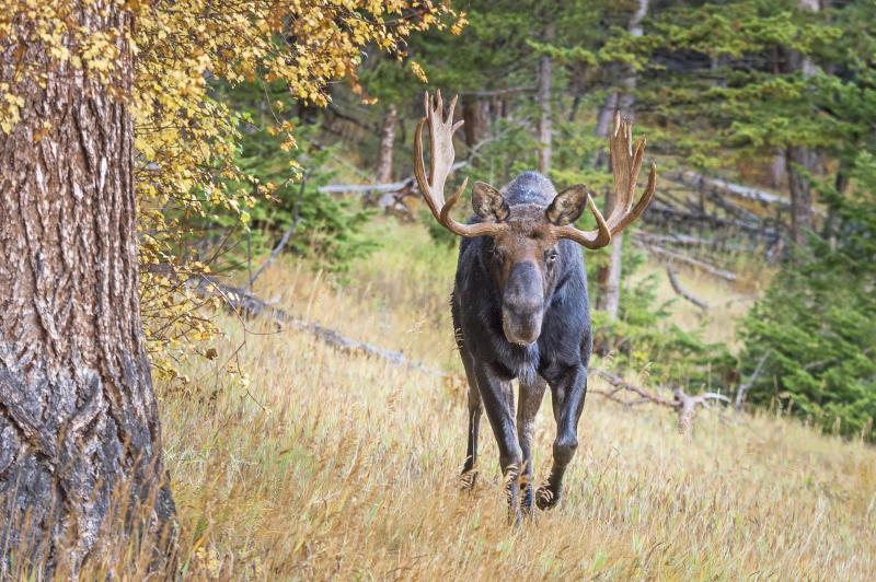 young moose not an elk