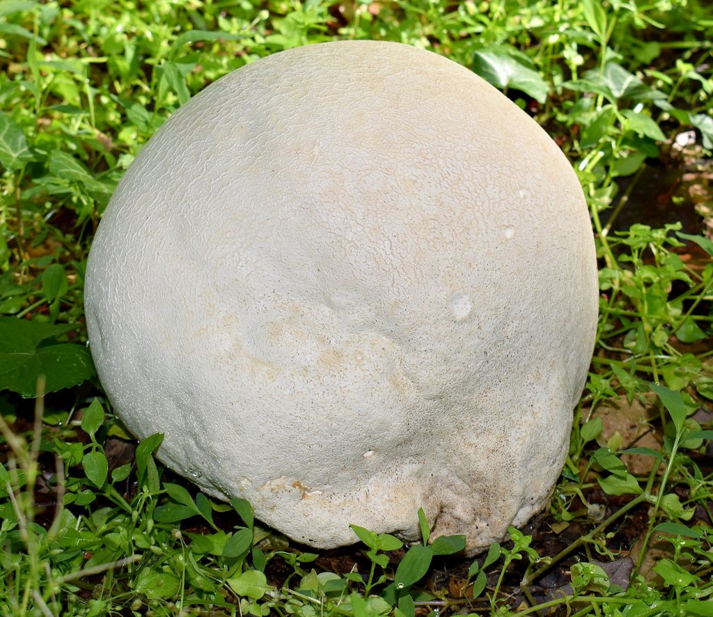 puffball fall mushrooms