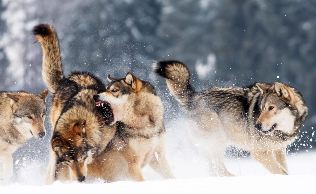 wolves play fighting in snow