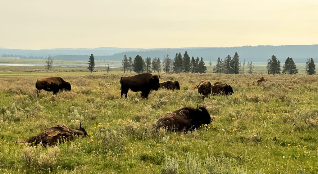 buffalo in yellowstone national park murder