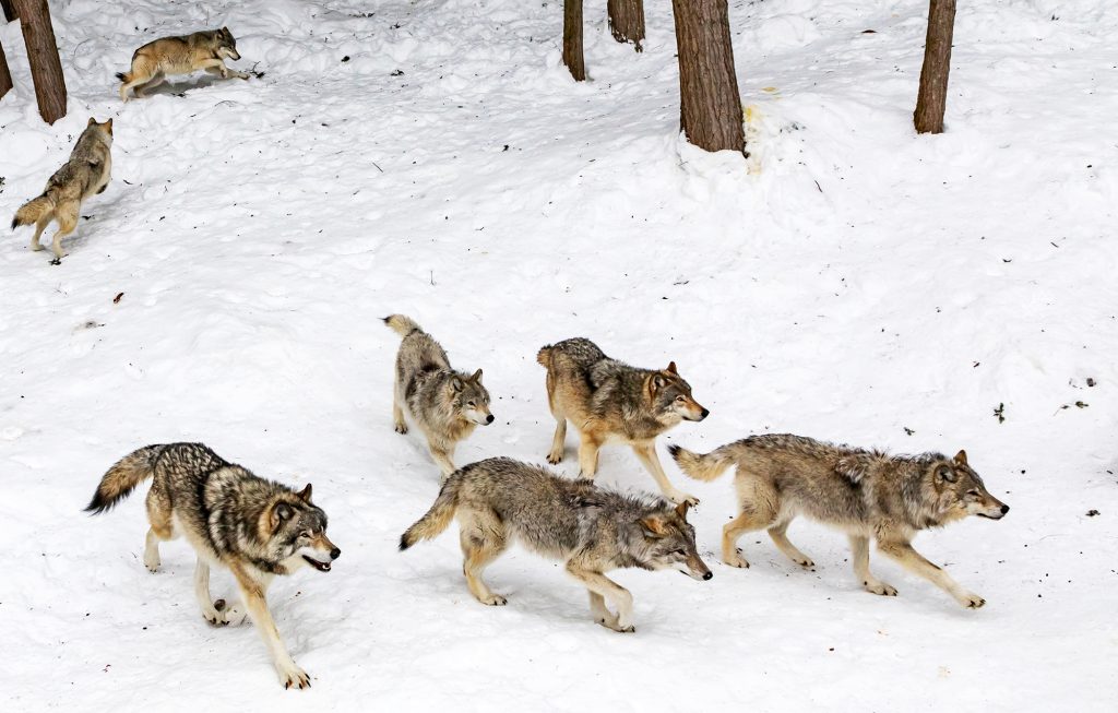 pack of wolves in snow