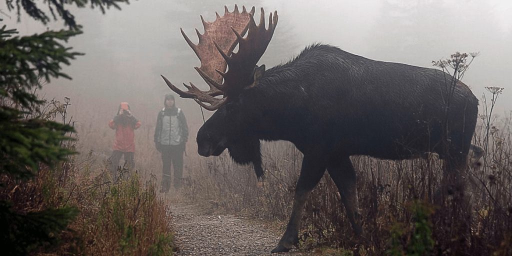moose in fog
