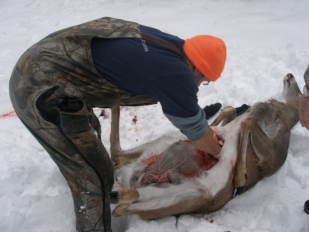field dressing a deer with gloves
