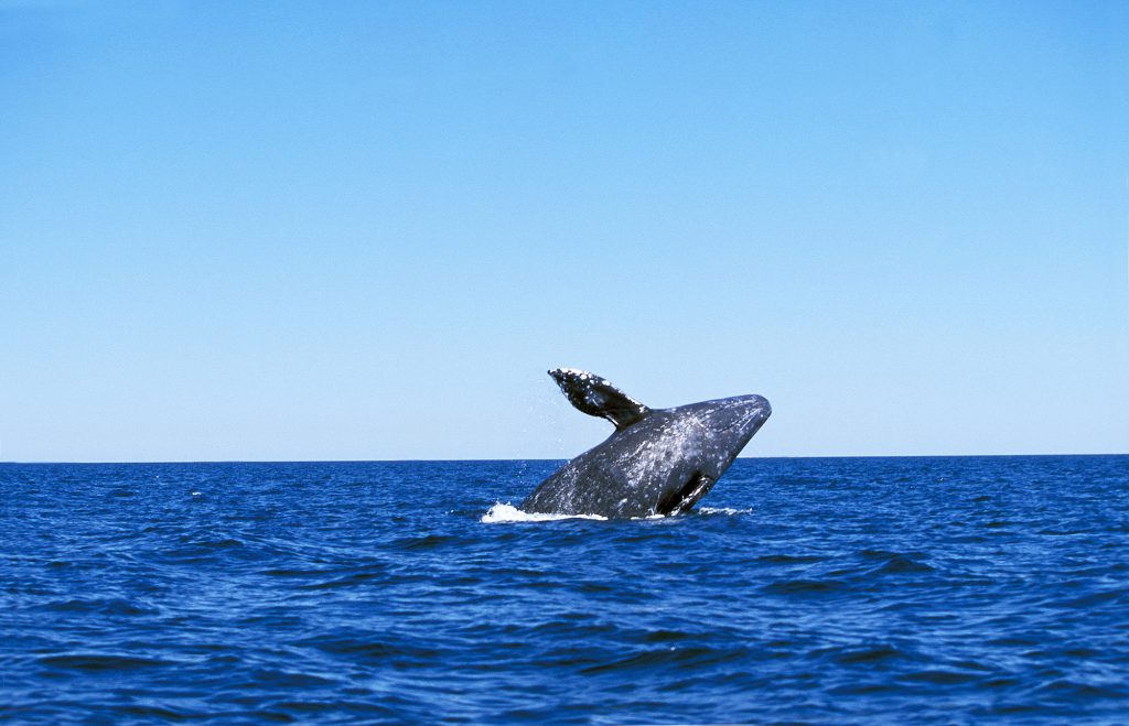 gray whale breaching