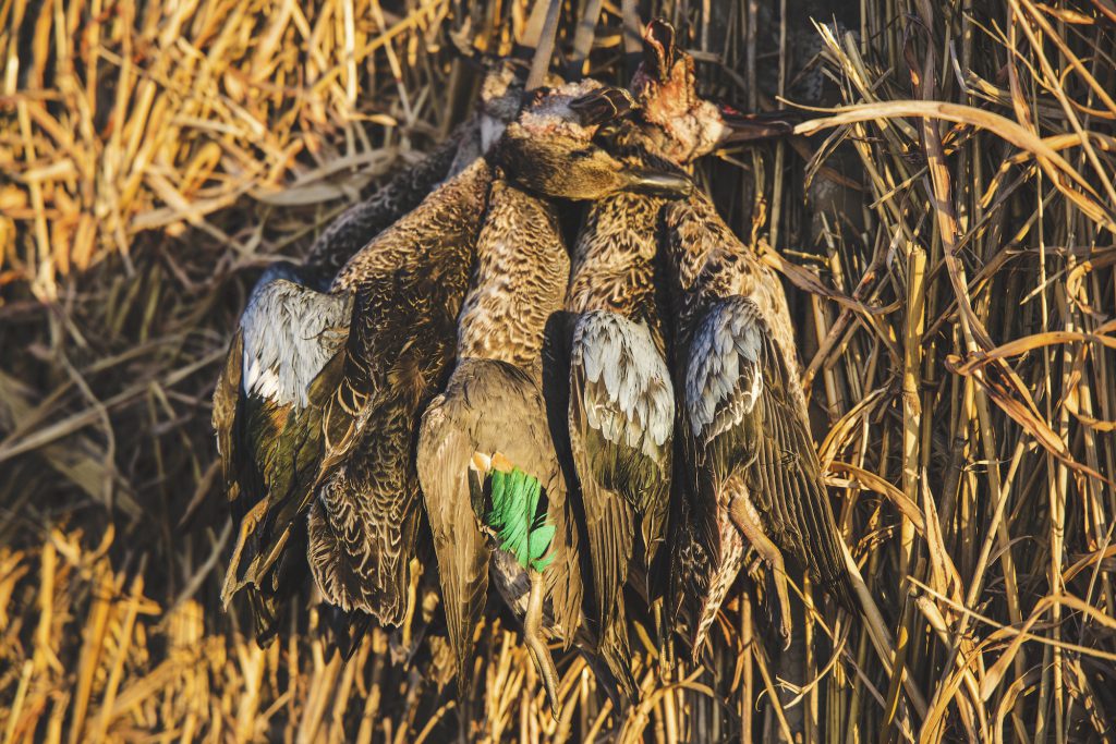 teal on a thanksgiving hunt