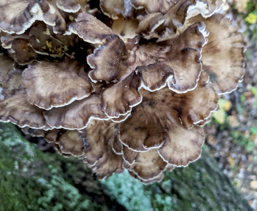 sheepshead mushrooms