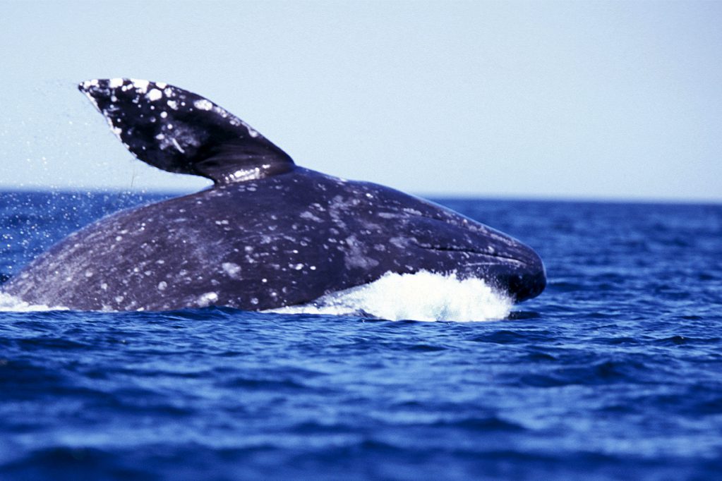 makah tribe gray whale