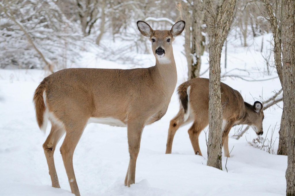 wisconsin deer hunting regulations covid