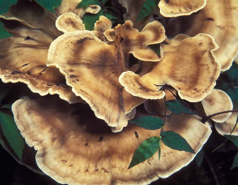 black staining polypore