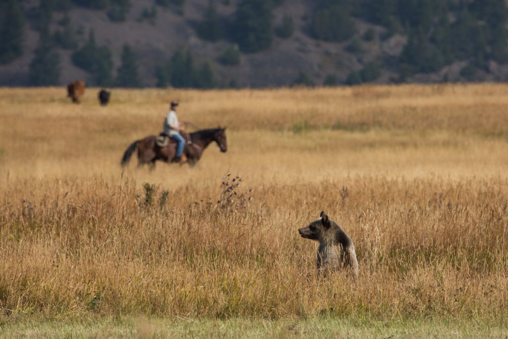 montana grizzly bear and rancher