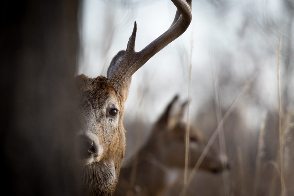 a whitetail buck and doe matt rinella essay