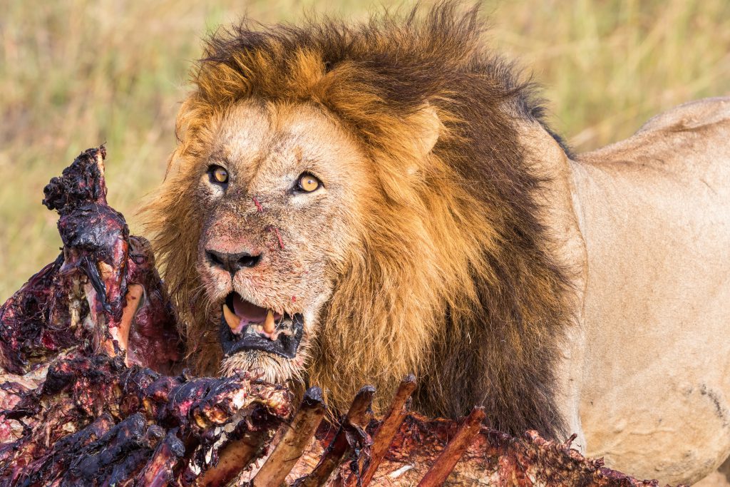 lion on a kill africa