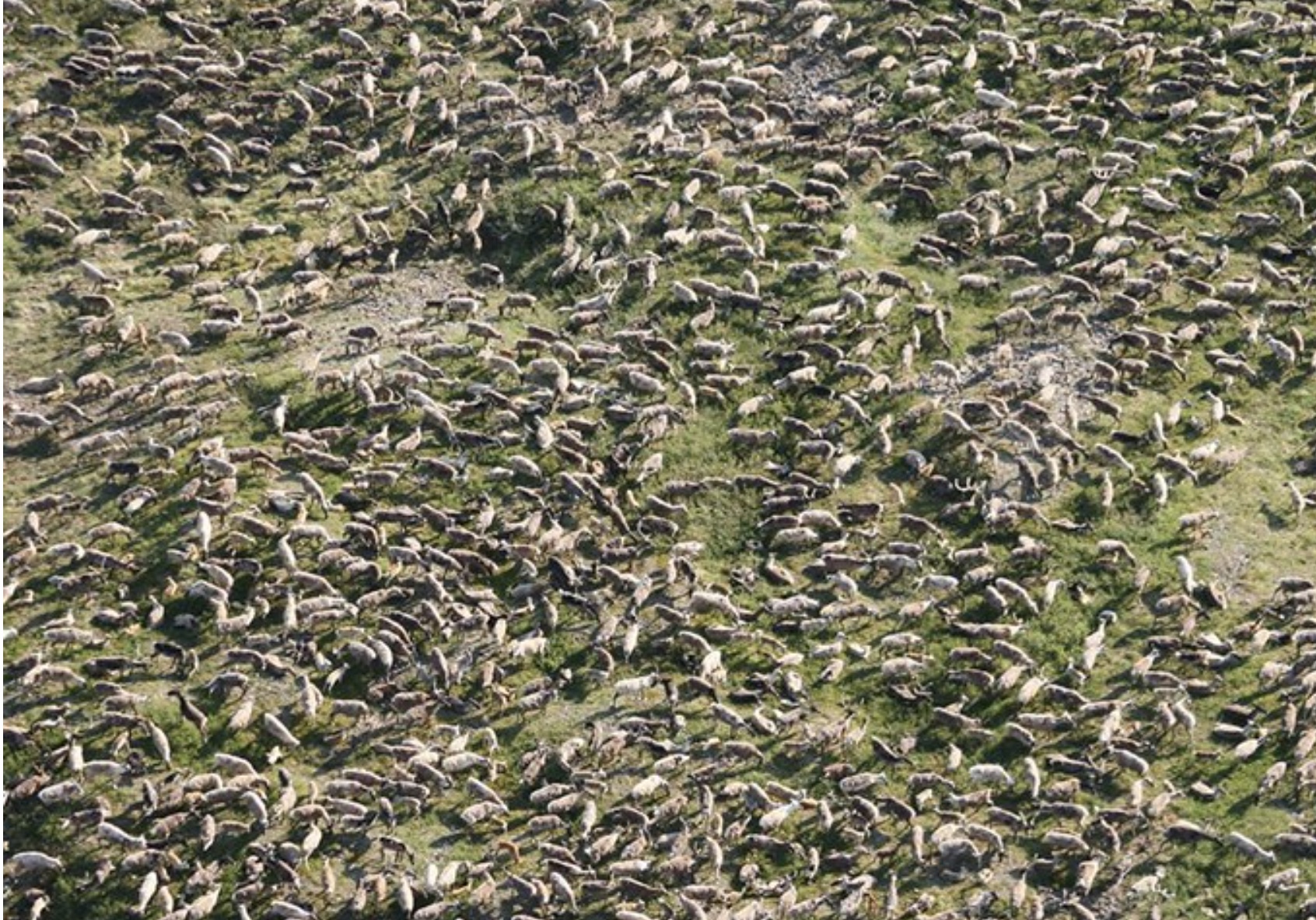 alaska caribou herd migration