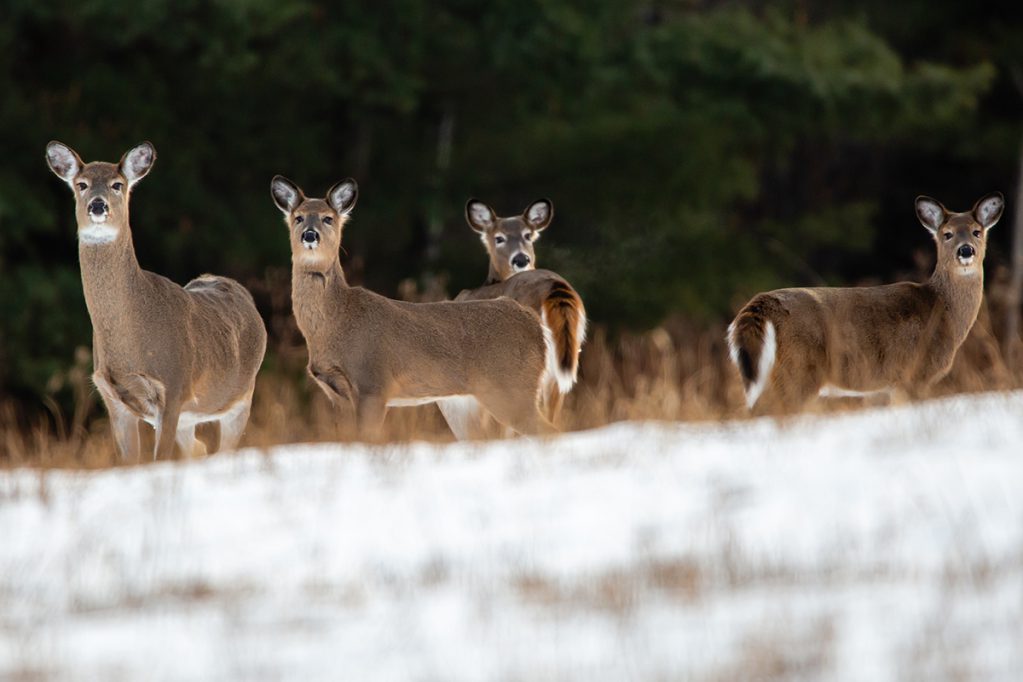 montana deer season