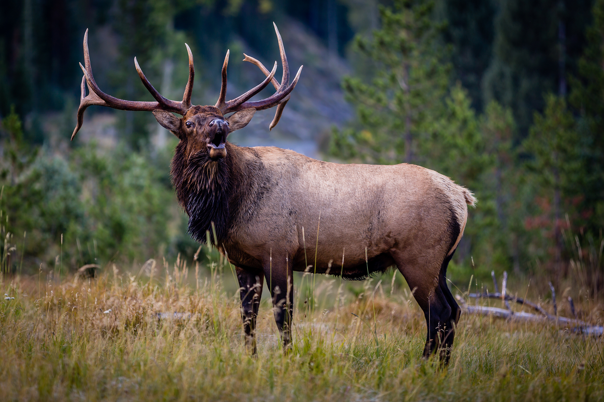 virginia elk hunting