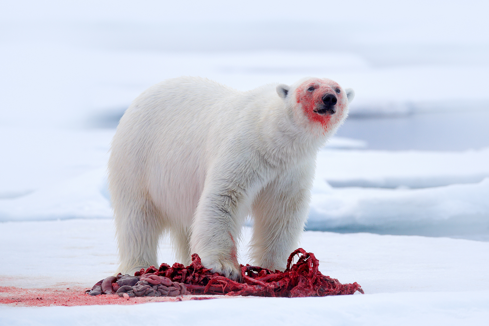 polar bears hunting