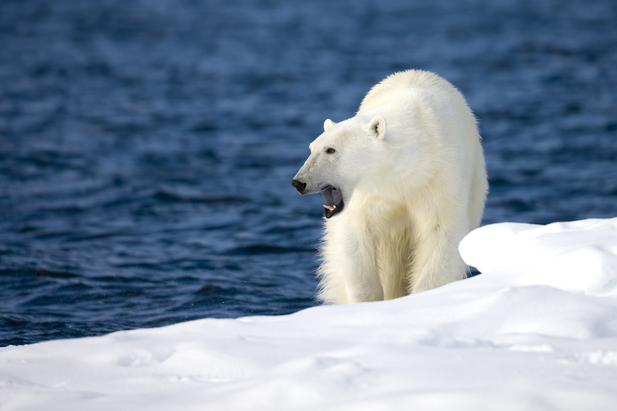 polar bears hunting