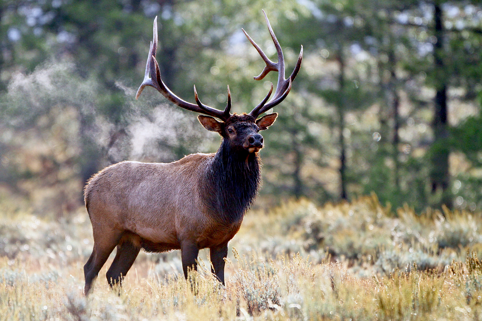 virginia elk hunting