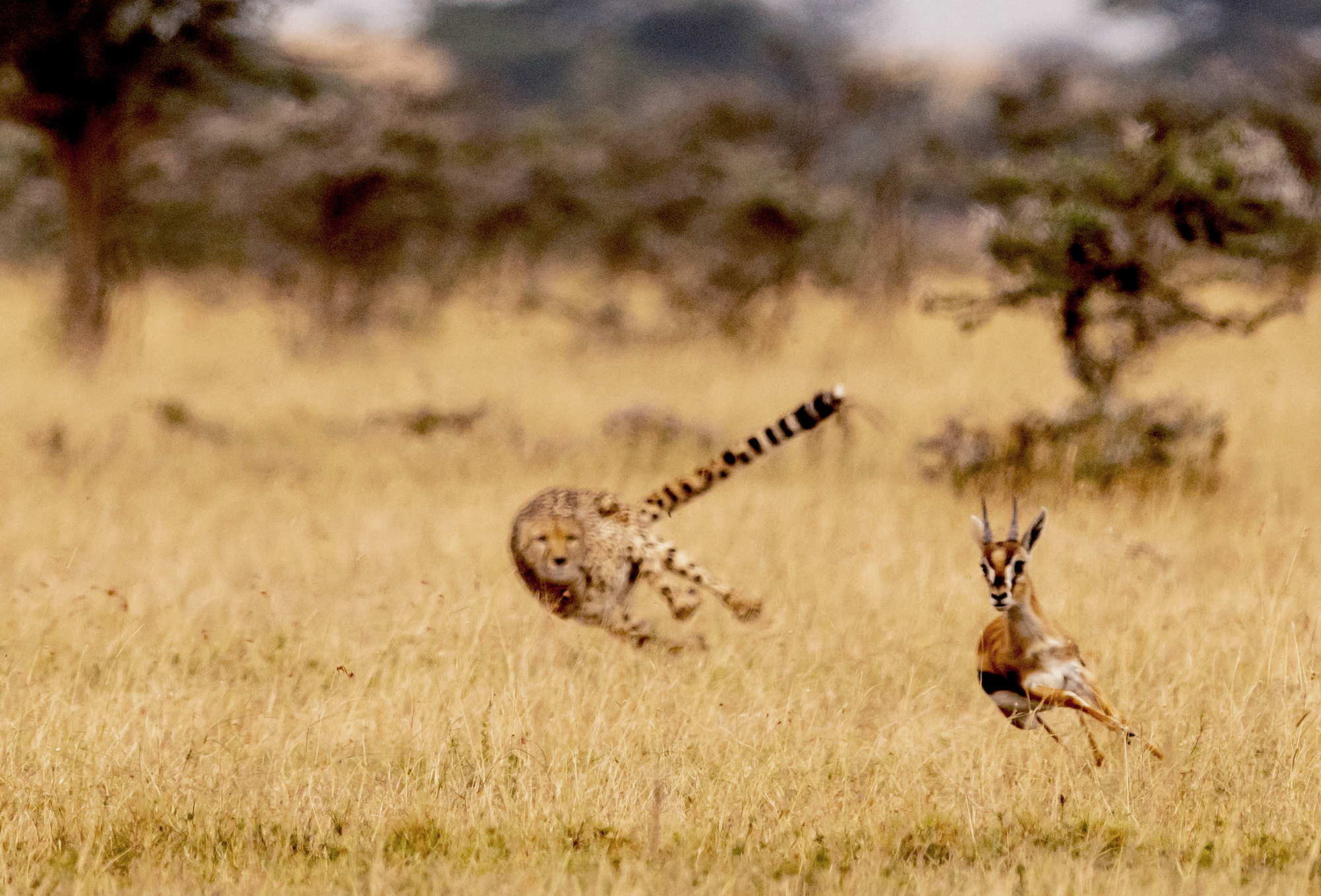 cheetah