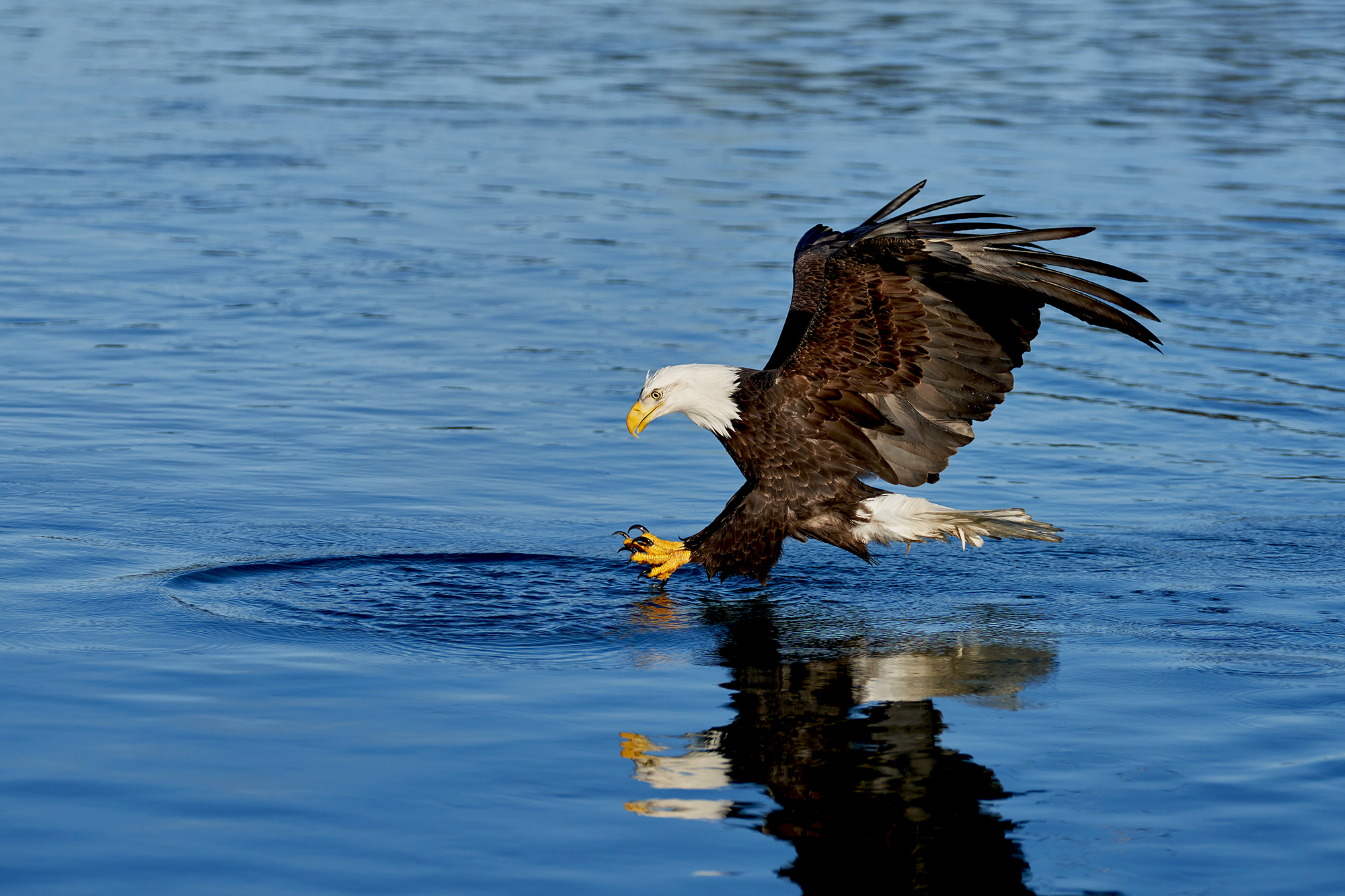 bald eagle
