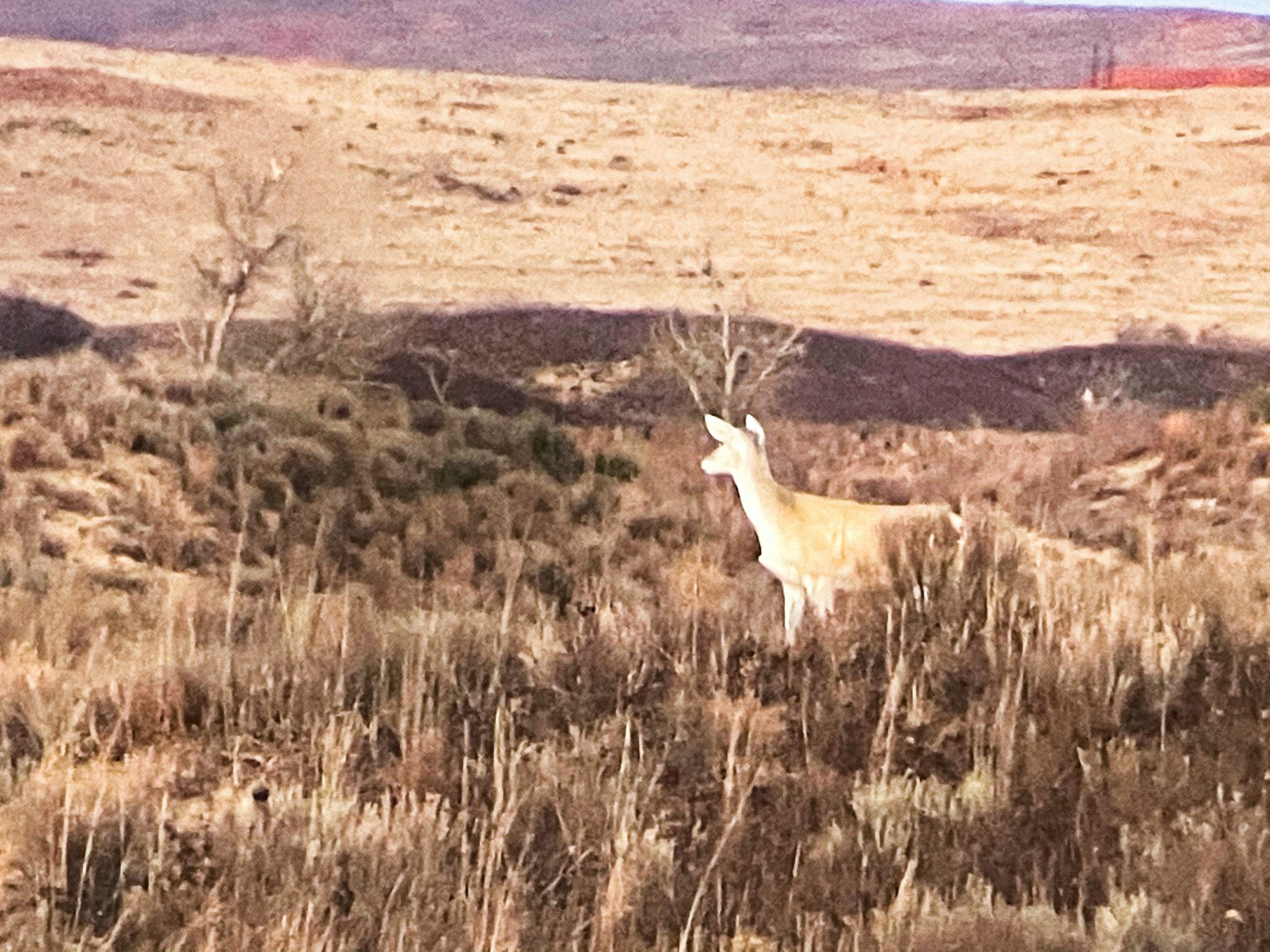 trail cam pic albino deer