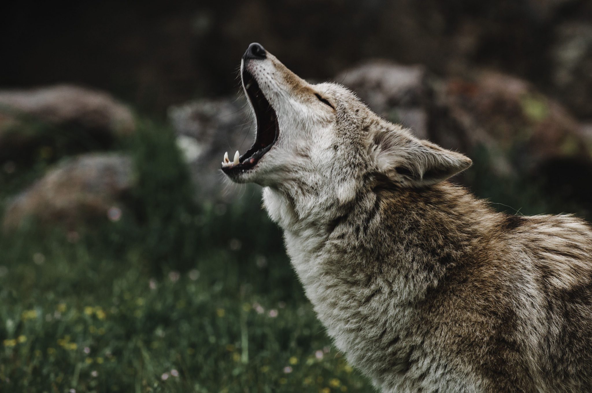 coyote howl