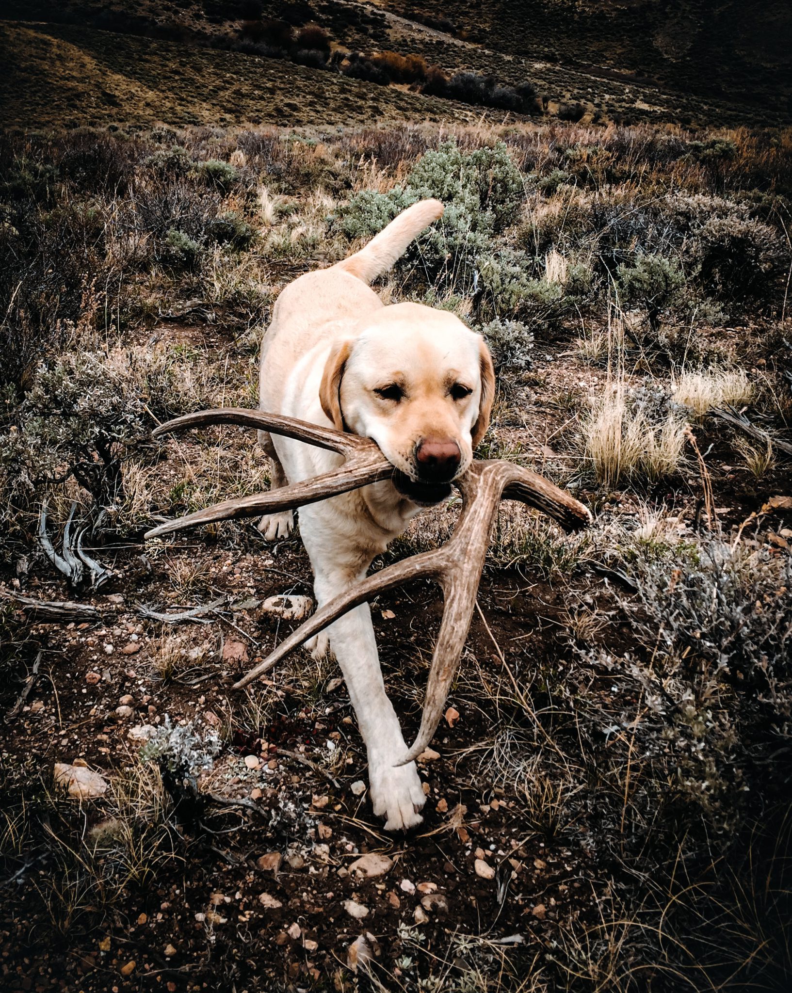 shed hunting
