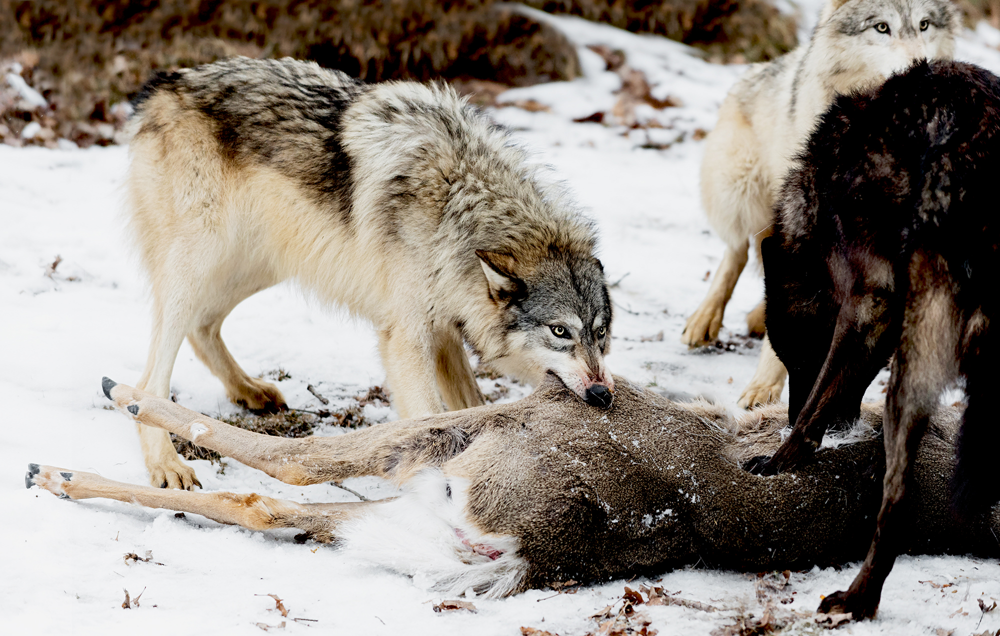 apex predators