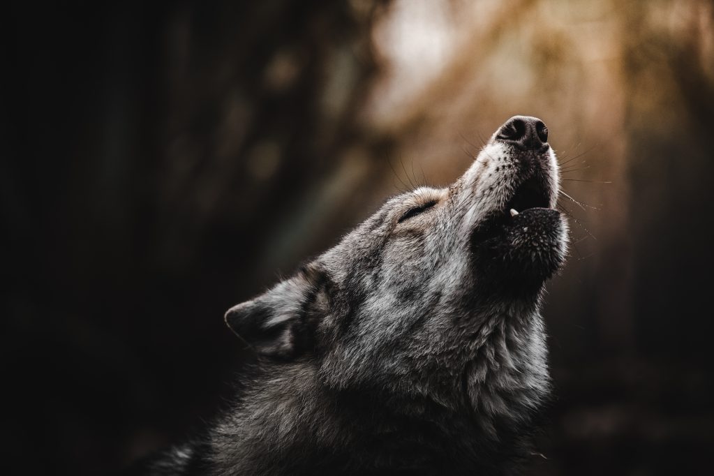 northern minnesota wolf