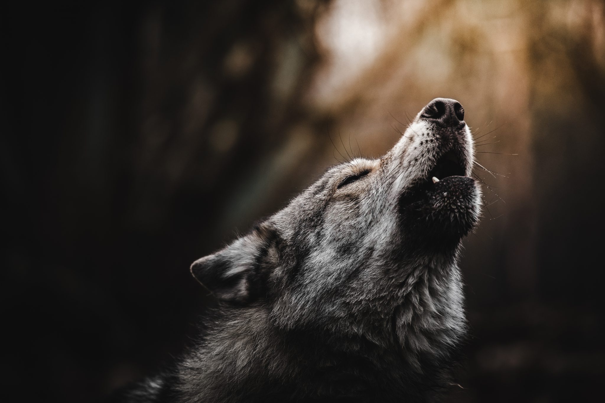northern minnesota wolf